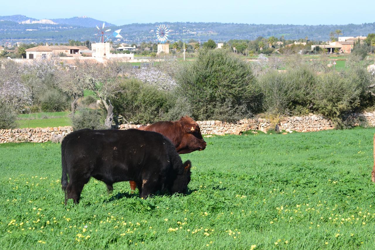 Agroturismo Es Gallicant Campos  Exterior foto