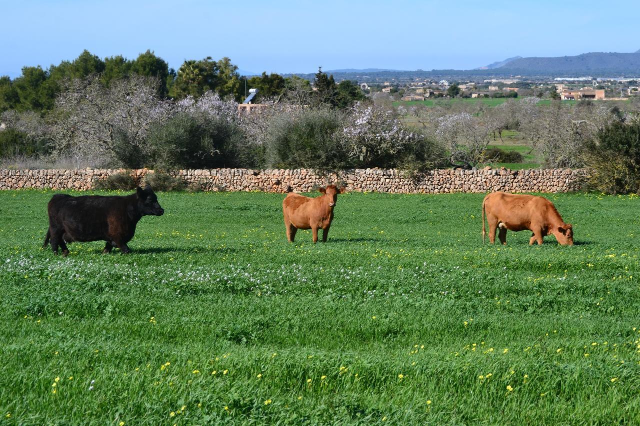 Agroturismo Es Gallicant Campos  Exterior foto