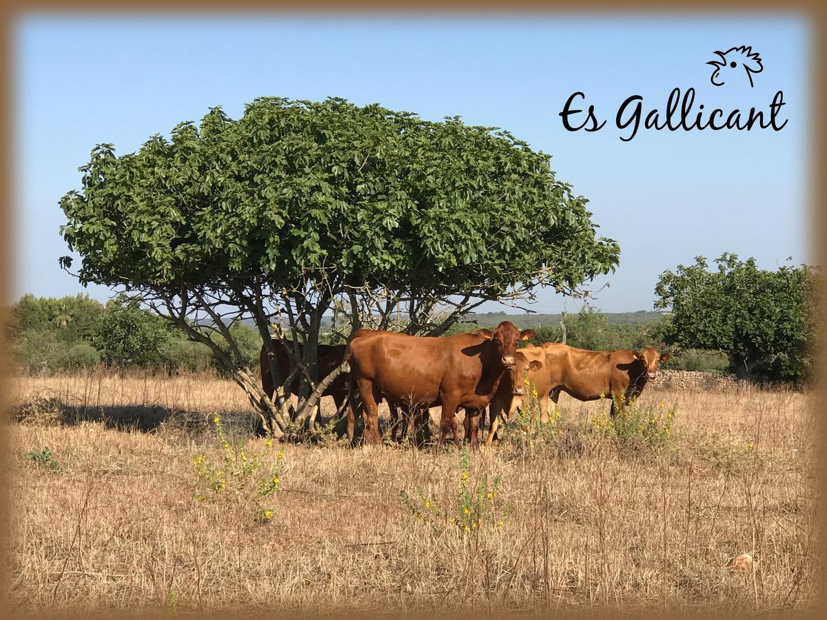 Agroturismo Es Gallicant Campos  Exterior foto